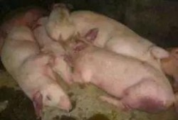 印尼猪瘟最新爆料图,揭秘病毒扩散与防控措施